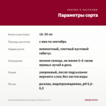 Пеларгония Королевская Angel Tip Top Duet (0,1л) — параметры сорта