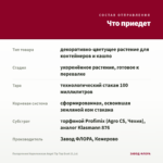 Пеларгония Королевская Angel Tip Top Duet (0,1л) — что приедет