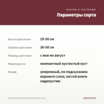 Пеларгония Королевская Aristo Schoko (0,1л) — параметры сорта