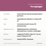 Пеларгония Королевская Bermuda Pink (0,1л) — что приедет