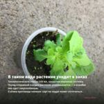 Пеларгония Королевская Candy Flowers Peach Cloud (0,1л) — в таком виде растение уходит в заказ