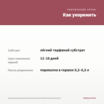 Пеларгония Королевская Candy Flowers Peach Cloud (срез/1шт) — как укоренить черенок