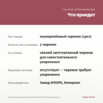 Пеларгония Королевская Candy Flowers Peach Cloud (срез/1шт) — что приедет