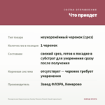 Пеларгония Королевская Candy Flowers Peach Cloud (срез/1шт) — что приедет
