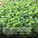 Пеларгония Королевская Elegance Belinda (0,1л.) — в таком виде растение уходит в заказ