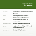Пеларгония Королевская Elegance Belinda (0,1л.) — что приедет
