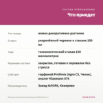 Пеларгония Королевская Elegance Belinda (0,1л.) — что приедет
