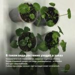 Пеларгония королевская Elegance Bravo (0,1л) — в таком виде растение уходит в заказ