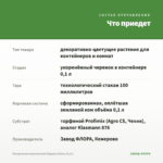 Пеларгония королевская Elegance Bravo (0,1л) — что приедет