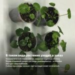 Пеларгония королевская Elegance David (0,1л) — в таком виде растение уходит в заказ