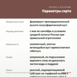 Пеларгония королевская Elegance David (0,1л) — параметры сорта