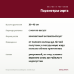 Пеларгония Королевская Elegance Jeanette (0,1л) — параметры сорта