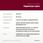 Пеларгония королевская Elegance Loes (срез/1шт) — параметры сорта