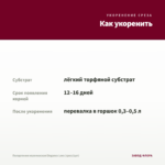Пеларгония королевская Elegance Loes (срез/1шт) — как укоренить черенок