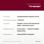 Пеларгония королевская Elegance Loes (срез/1шт) — что приедет