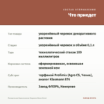 Пеларгония Королевская Elegance Mona (0,1л) — что приедет