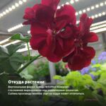 Пеларгония Королевская Elegance Nicolette (0,1л) — откуда растение: вертикальная ферма Завода ФЛОРА в Кемерово