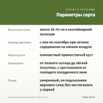 Пеларгония королевская Elegance Pauline (0,1л) — параметры сорта