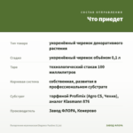 Пеларгония королевская Elegance Pauline (0,1л) — что приедет
