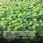 Пеларгония Королевская Elegance Purper Majesty (0,1л.) — в таком виде растение уходит в заказ