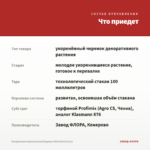 Пеларгония королевская Elegance Red Velvet (0,1л) — что приедет