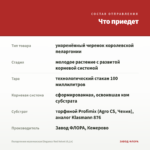 Пеларгония королевская Elegance Red Velvet (0,1л) — что приедет
