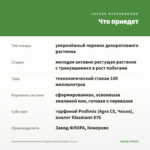 Пеларгония Королевская Elegance Royalty White (0,1л.) — что приедет