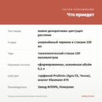 Пеларгония королевская Elegance Sunrise (0,1л) — что приедет