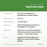 Пеларгония Королевская Green Woodpecker (0,1л) — параметры сорта