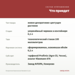 Пеларгония Королевская Mandarin (0,1л) — что приедет