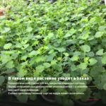 Пеларгония Королевская Pac Bermuda Cherry (0,1л) — в таком виде растение уходит в заказ