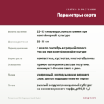 Пеларгония PAC Angeleyes Randy (0,1л) — параметры сорта