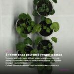 Пеларгония плющелистная Grandeur Ivy Violet (0,1л) — в таком виде растение уходит в заказ