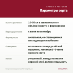 Пеларгония плющелистная PAC Tomgirl (0,1л) — параметры сорта