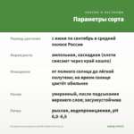 Пеларгония плющелистная PAC White Pearl (0,1л) — параметры сорта