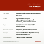 Пеларгония плющелистная PАС Kate (0,1л) — что приедет