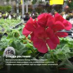 Пеларгония плющелистная PАС Kate (0,1л) — откуда растение: вертикальная ферма Завода ФЛОРА в Кемерово