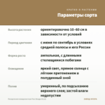 Пеларгония плющелистная Тесс Влада (0,1л) — параметры сорта