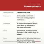 Пеларгония плющелистная Toscana Medio Lollipop Dark Red (0,1л) — параметры сорта
