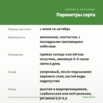 Пеларгония плющелистная Toscana Medio Lollipop Dark Red (0,1л) — параметры сорта