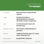Пеларгония плющелистная Toscana Medio Lollipop Dark Red (0,1л) — что приедет
