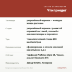 Пеларгония плющелистная Toscana Okka (0,1л) — что приедет