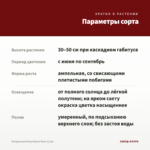 Пеларгония Royal Black Rose (0,1л) — параметры сорта