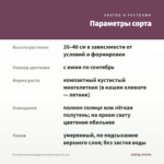 Пеларгония розебудная Achievement (0,1л) — параметры сорта