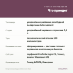 Пеларгония розебудная Achievement (0,1л) — что приедет