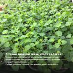 Пеларгония розебудная Achievement (0,1л) — в таком виде растение уходит в заказ