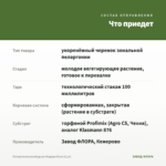 Пеларгония розебудная Мидори Буке (0,1л) — что приедет