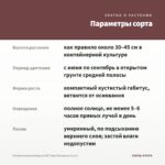Пеларгония розебудная ЮГ Пани Валевска (0,1л) — параметры сорта