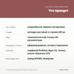 Пеларгония Розебудная ЮГ- Принцесса Грейс (0,1л.) — что приедет