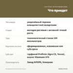 Пеларгония Salmon Princess (0,1л) — что приедет